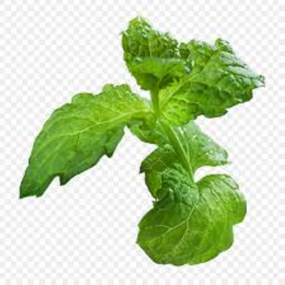 FRESH 5S MENTHOL
